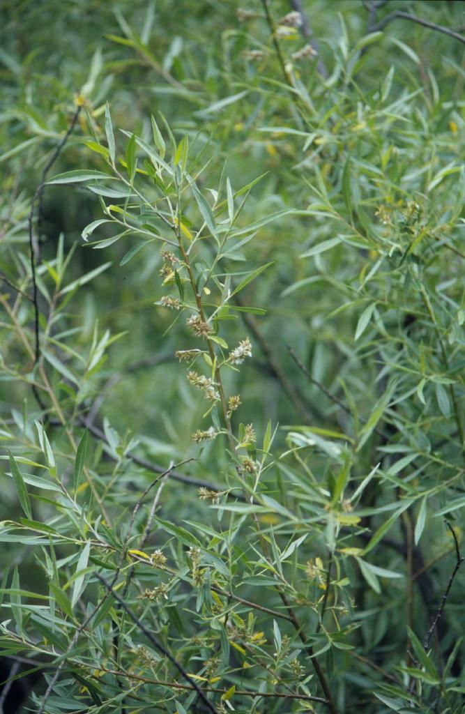 Salix geyeriana (Geyer's willow), native California shrub / tree