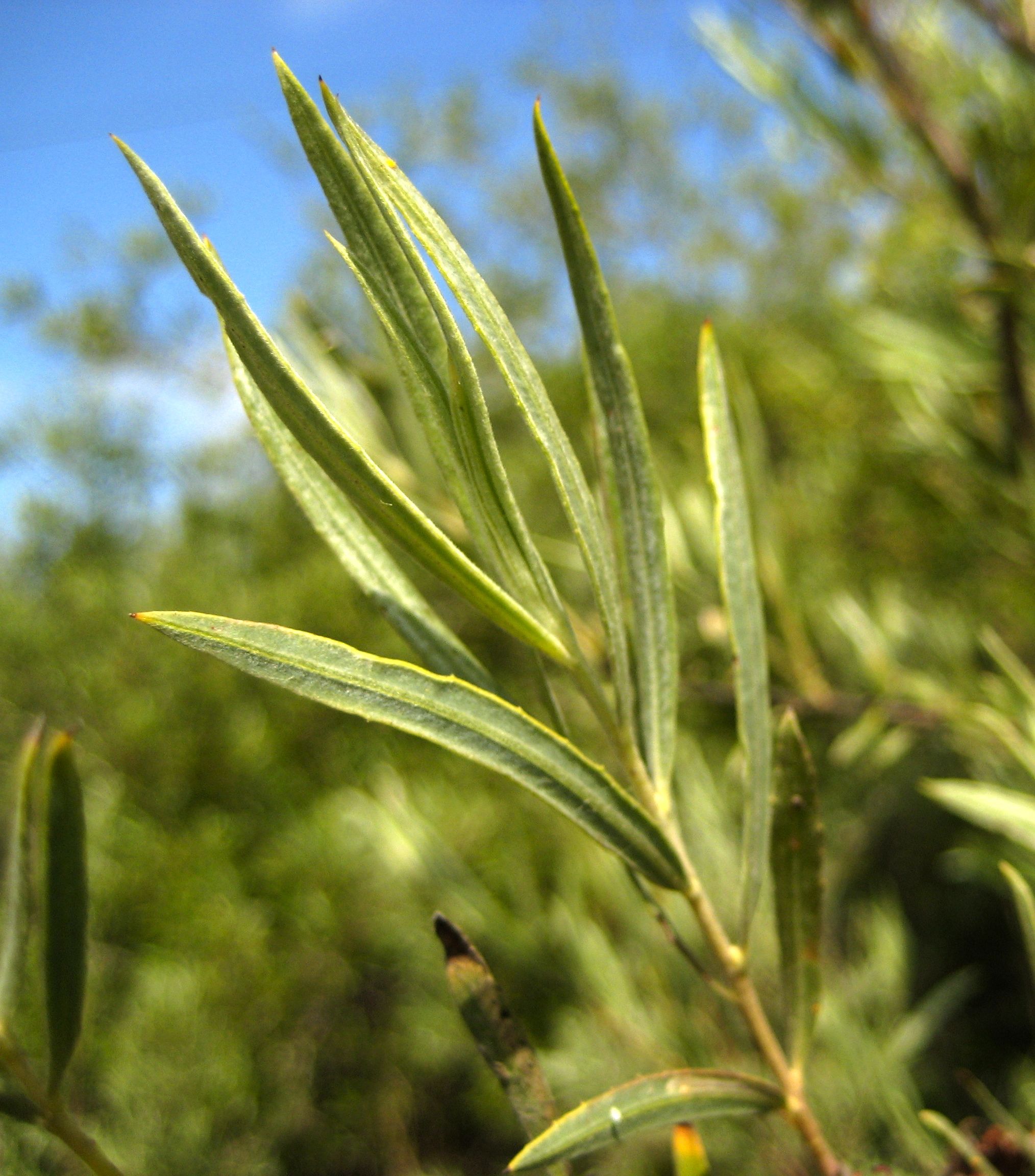 Salix gooddingii (Goodding's black willow), native California tree