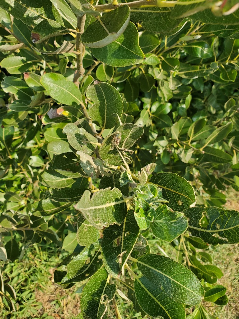 Salix hookeriana (Coastal willow), native California shrub / tree