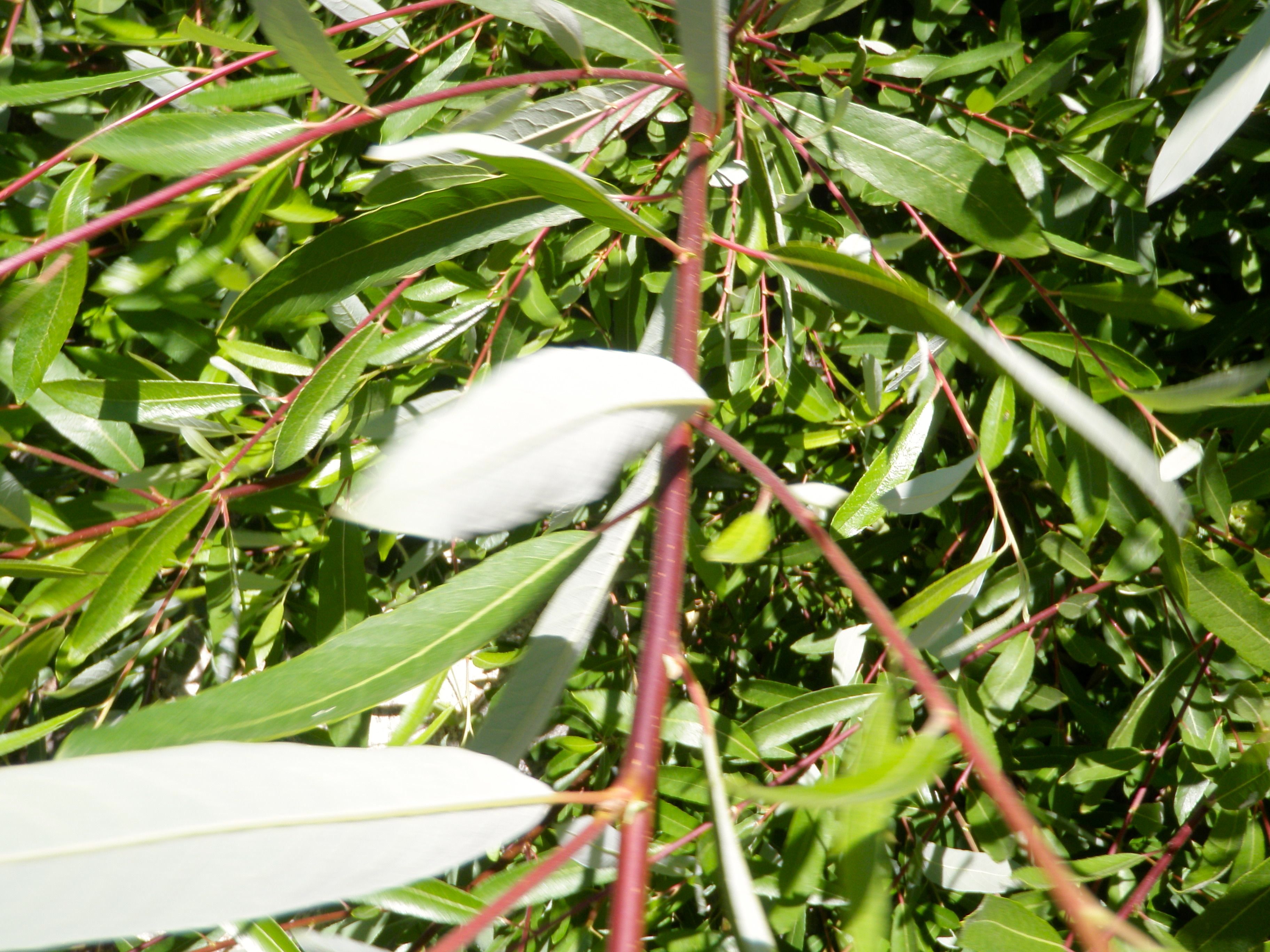Salix laevigata (Red willow), native California tree