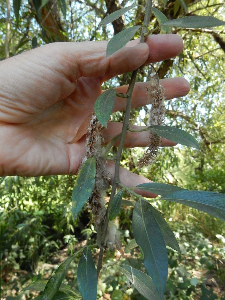 Salix lasiandra (Pacific willow), native California shrub