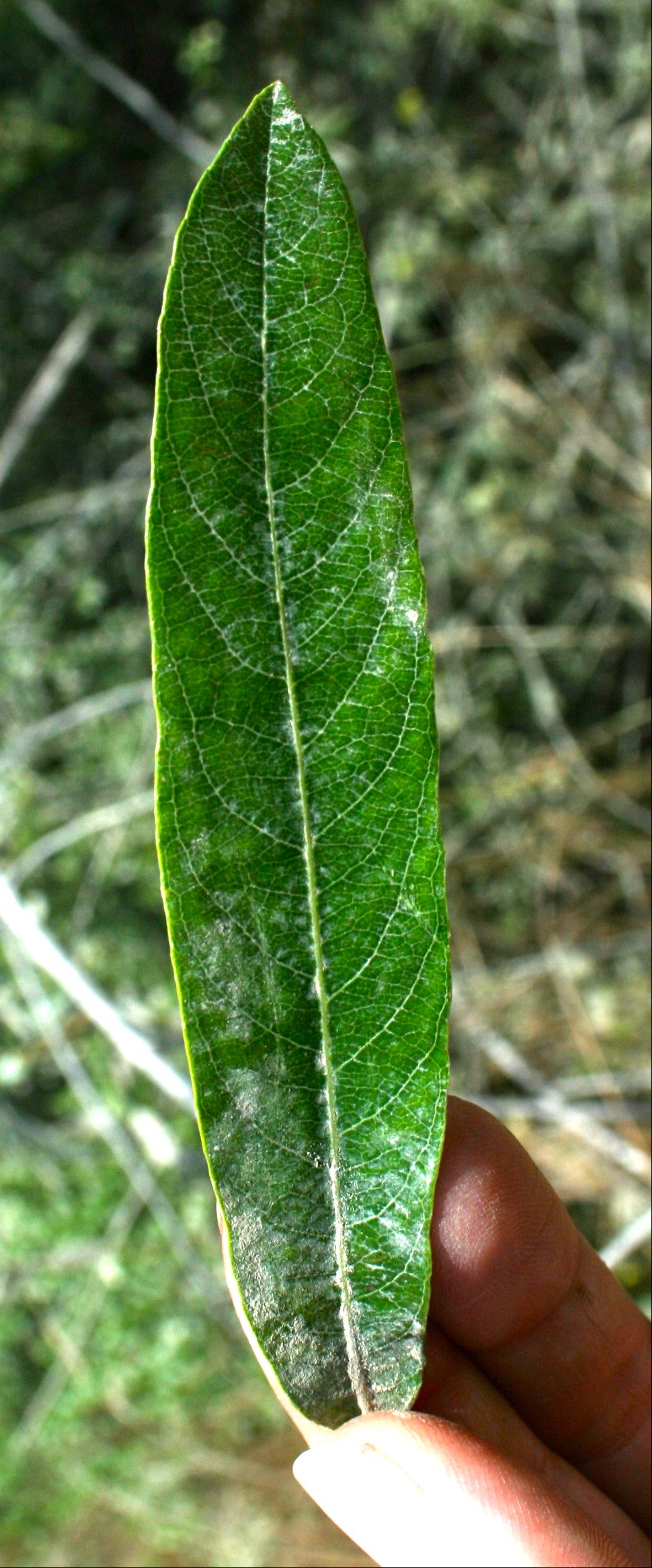 Salix lasiolepis (Arroyo willow), native California shrub / tree