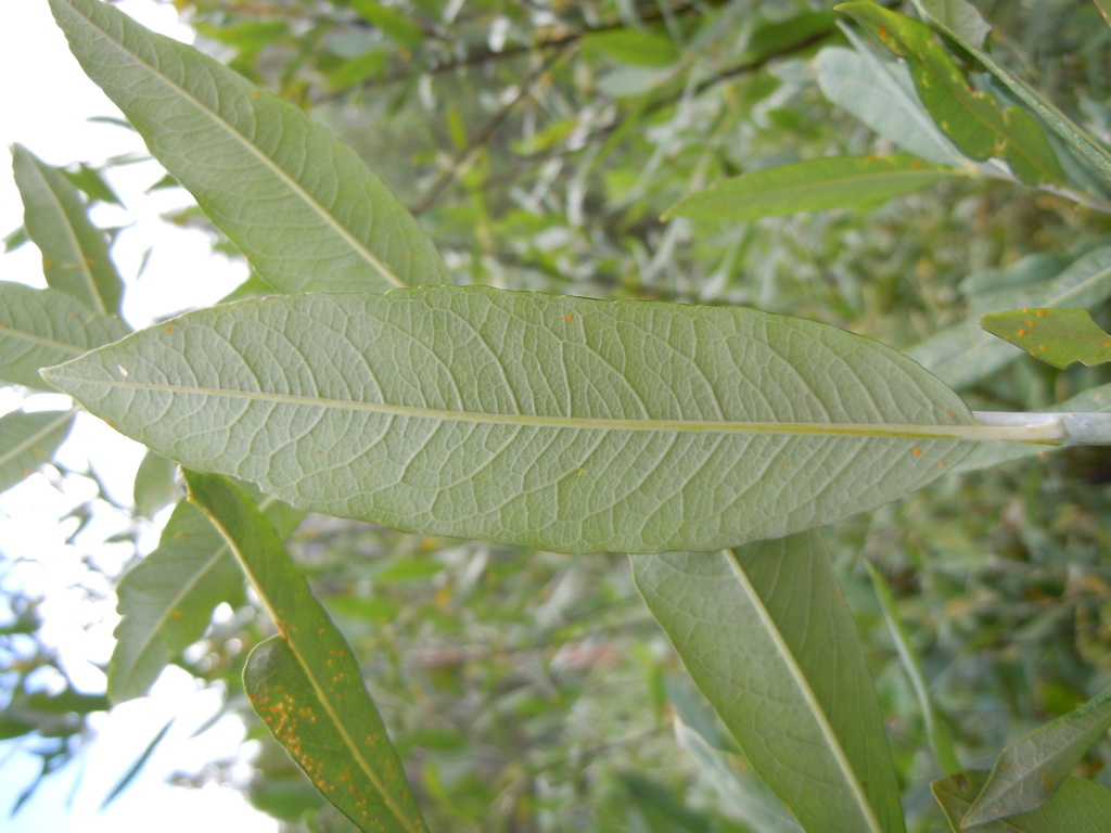 Salix lemmonii (Lemmon's willow), native California shrub