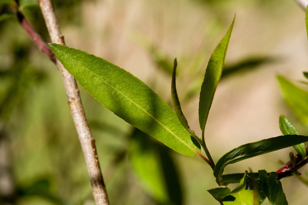 Salix ligulifolia (Strap-leafed willow), native California shrub / tree