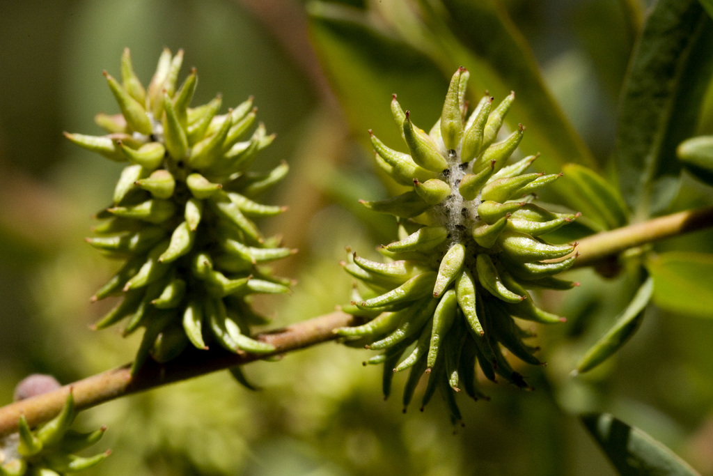Salix lutea (Yellow willow), native California shrub / tree