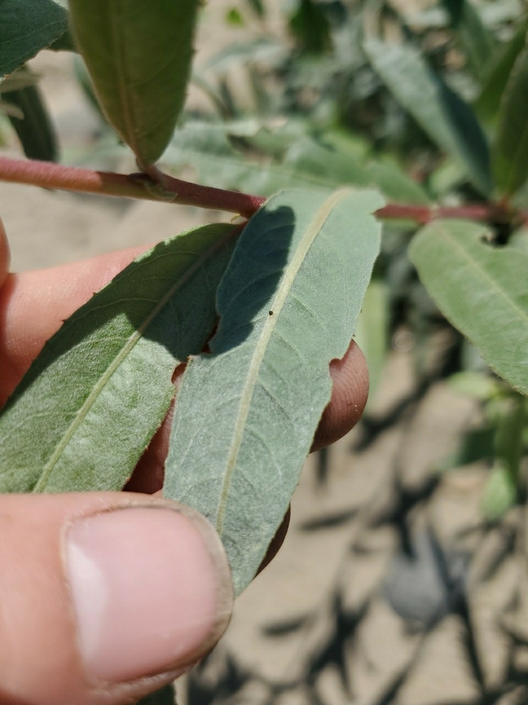 Salix melanopsis (Dusky willow), native California shrub / tree