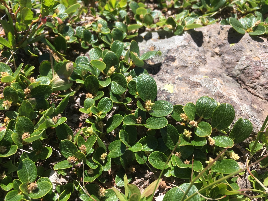 Salix nivalis (Snow willow), native California shrub