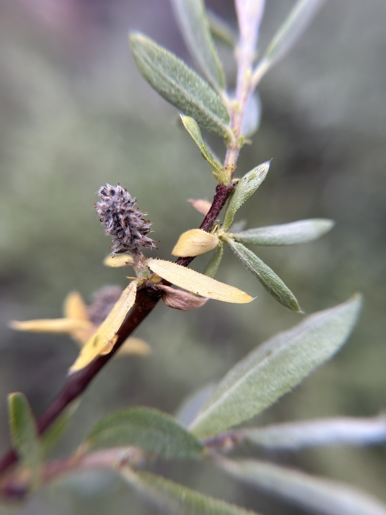 Salix orestera (Gray-leafed sierra willow), native California shrub