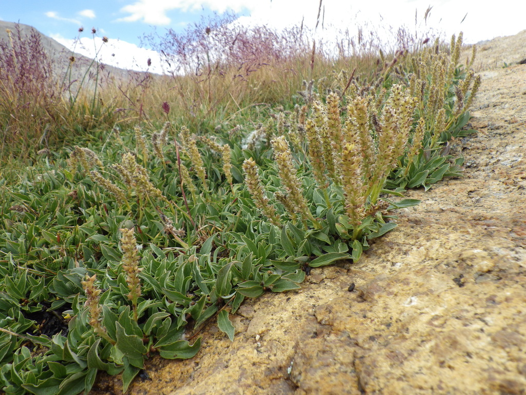 Salix petrophila (Rocky mountain willow), native California shrub