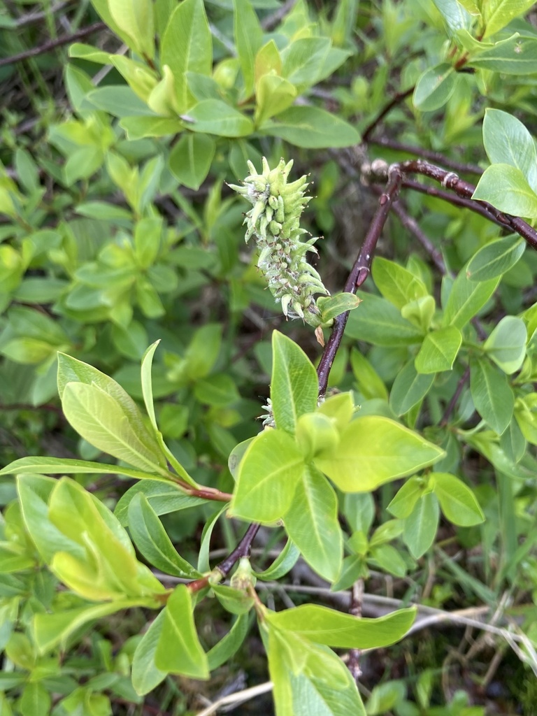 Salix planifolia (Tea-leafed willow), native California shrub / tree
