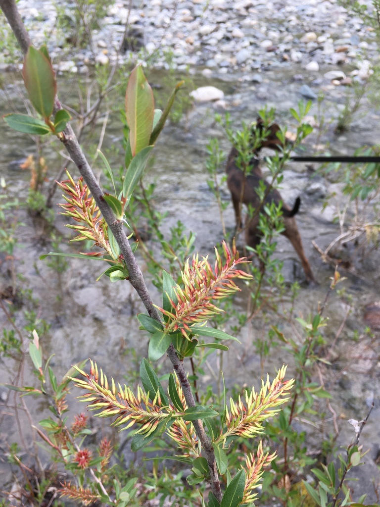 Salix prolixa (Mackenzie's willow), native California shrub / tree