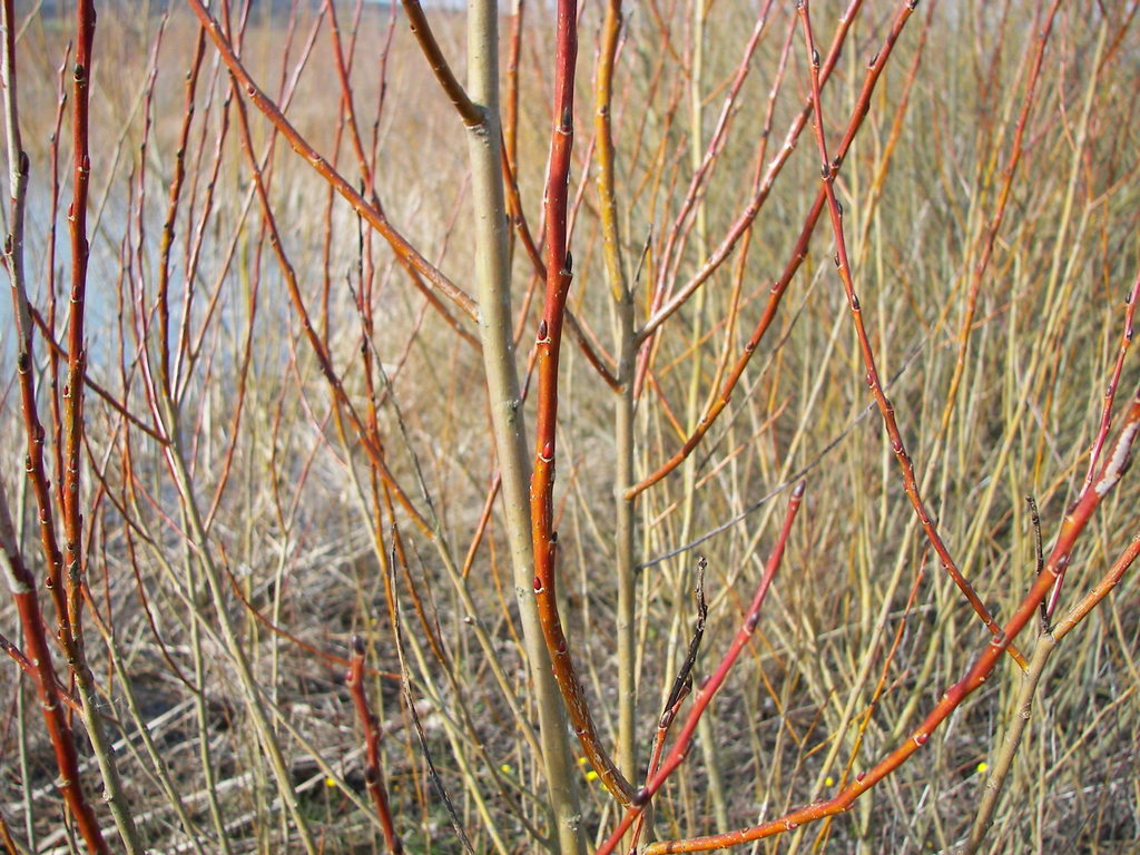 Salix purpurea (Basket willow), non-native California shrub / tree