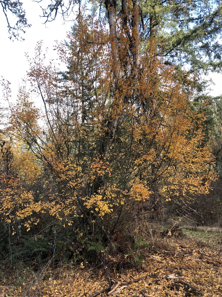 Salix scouleriana (Scouler's willow), native California shrub / tree