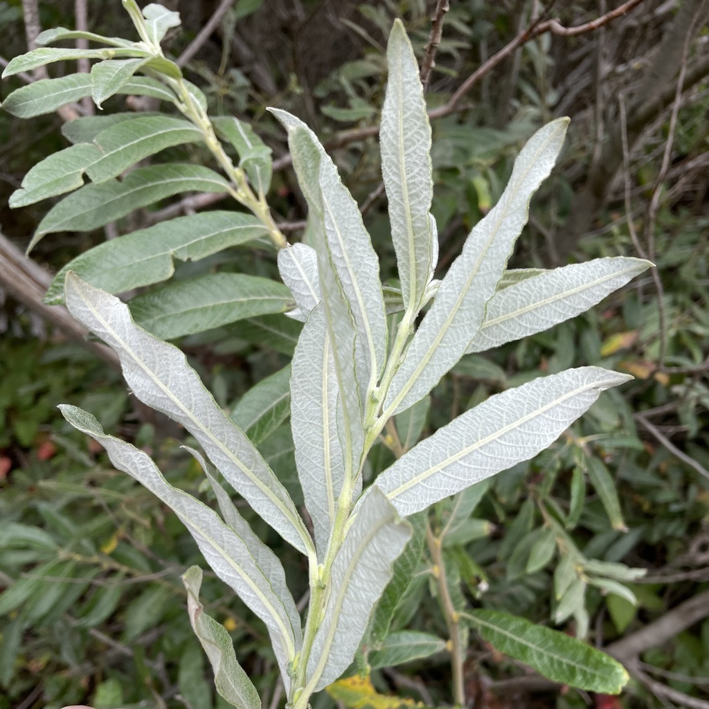Salix sitchensis (Sitka willow), native California shrub / tree