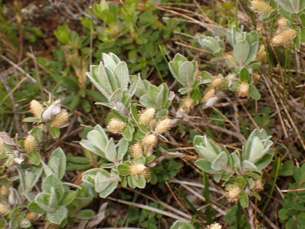 Salix sp. (Willow), non-native California shrub