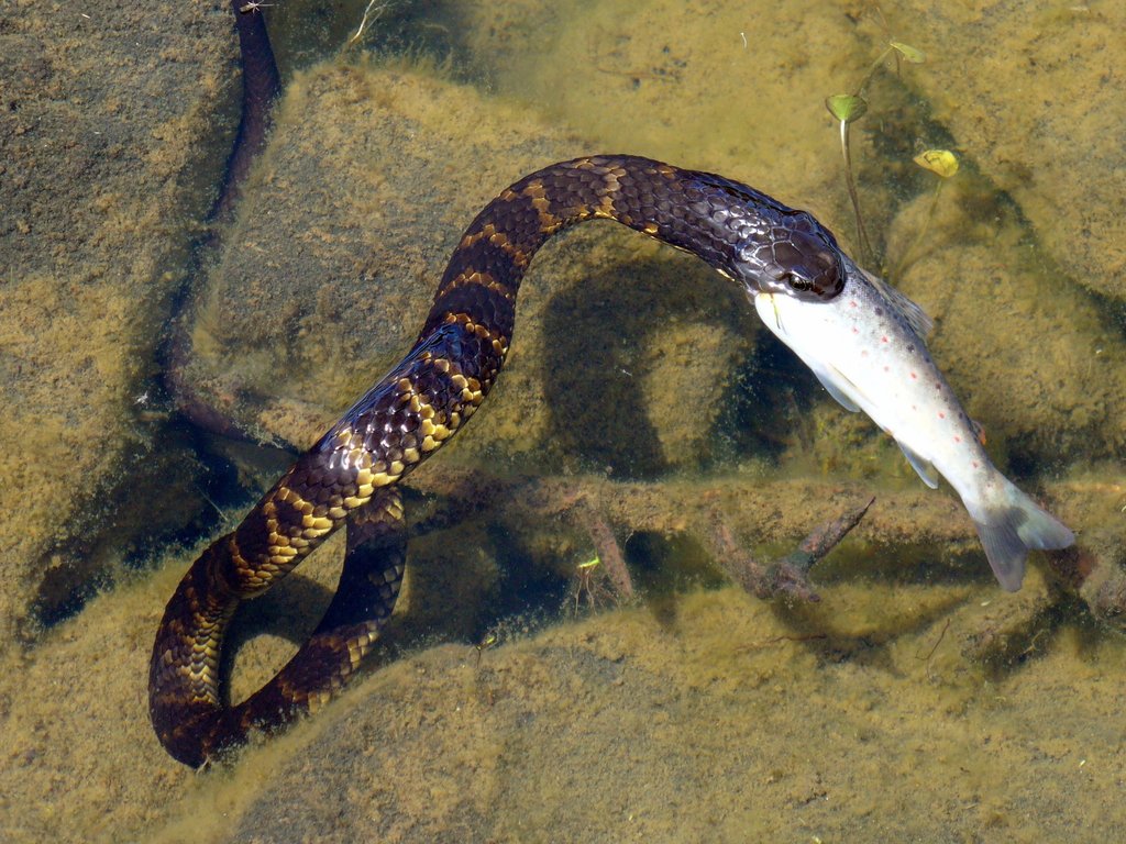 Salmo trutta (Brown trout), California species