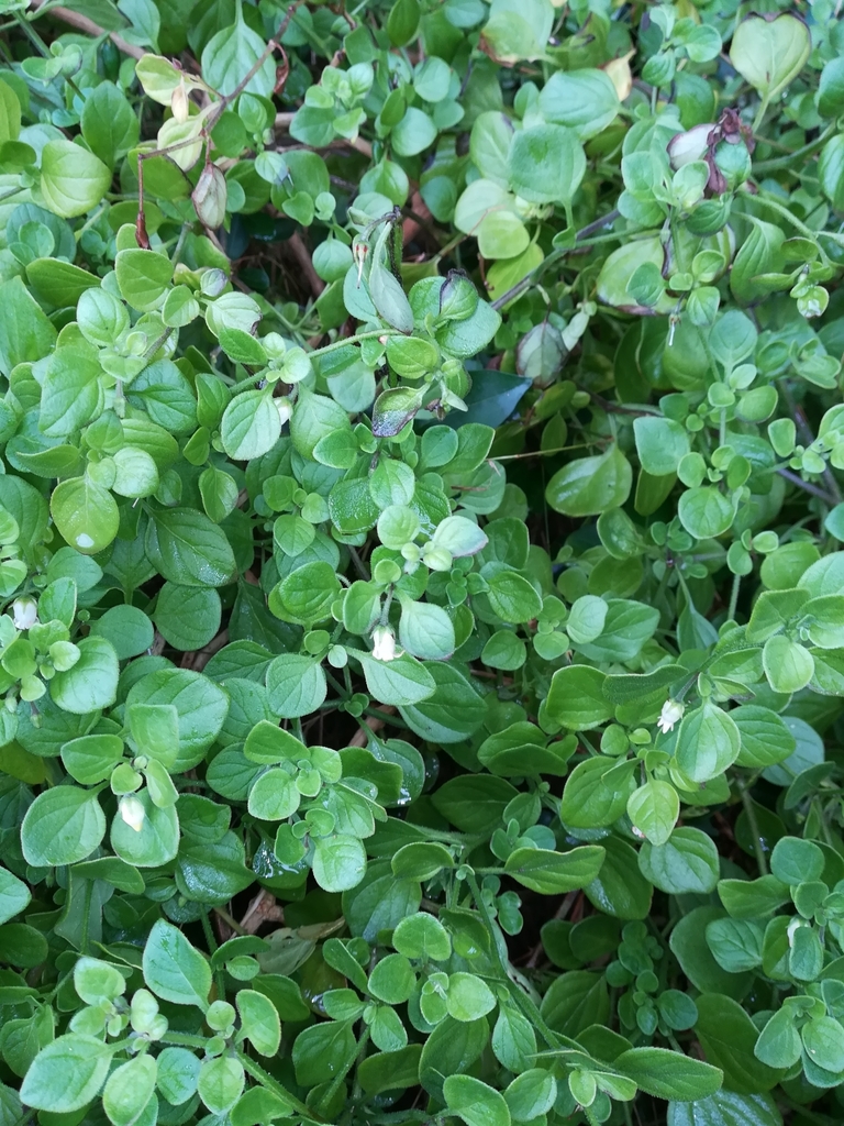 Salpichroa origanifolia (Lily-of-the-valley vine), non-native California vine