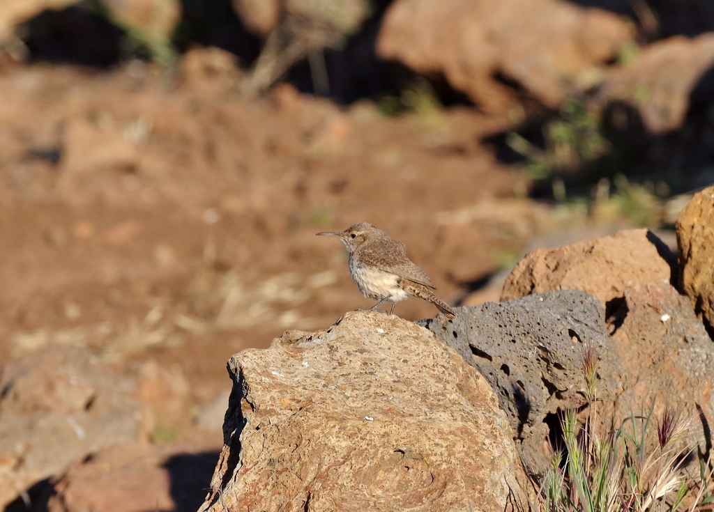 Salpinctes obsoletus (Rock Wren), California species