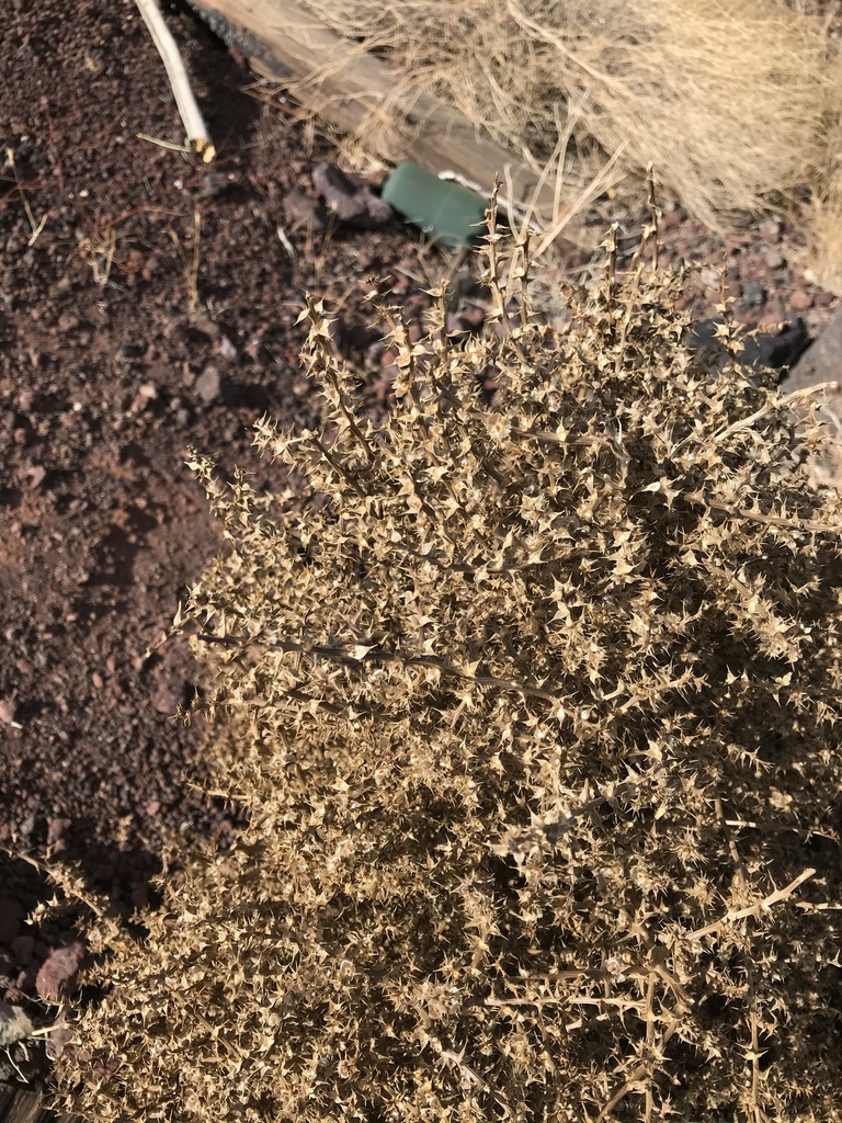 Salsola paulsenii (Barbwire russian thistle), non-native California herb