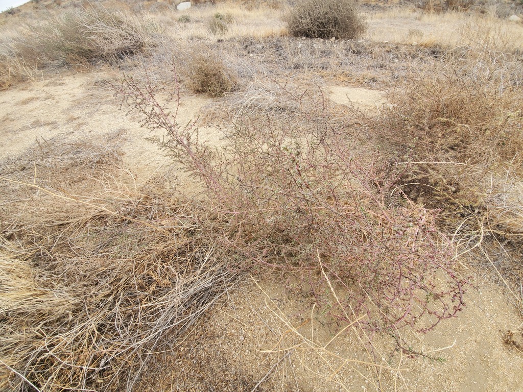 Salsola ryanii, non-native California annual