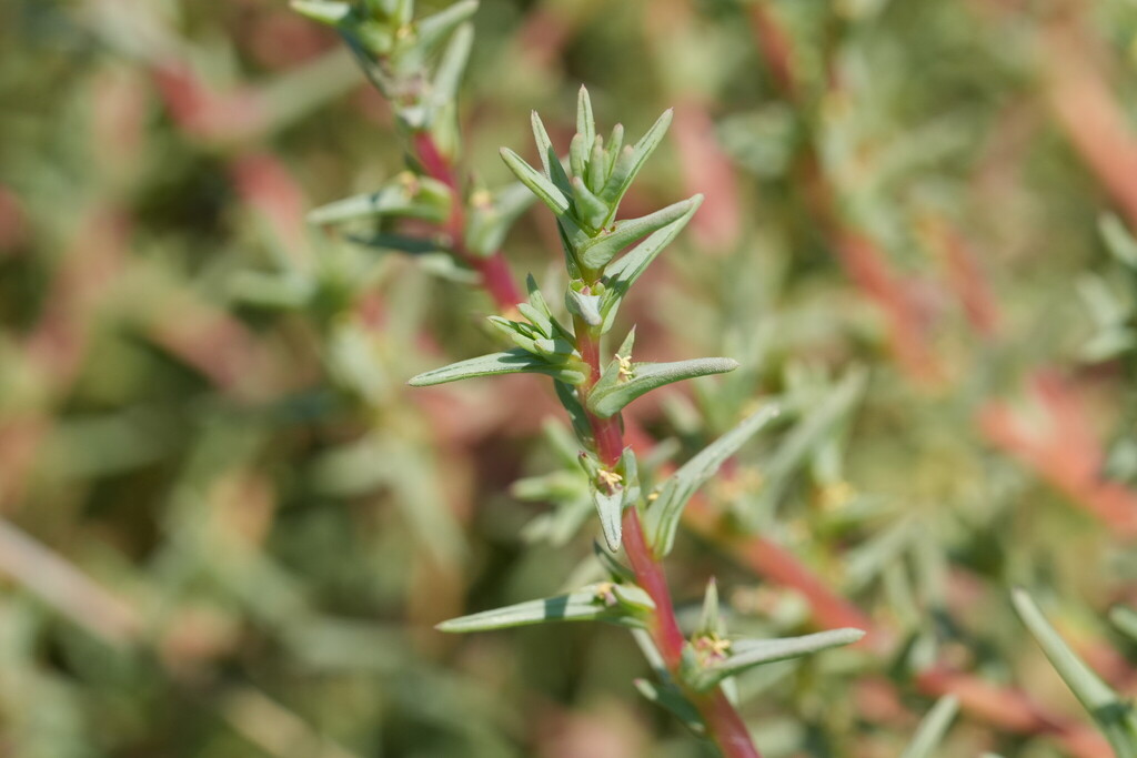 Salsola soda (Alkali russian thistle), non-native California herb