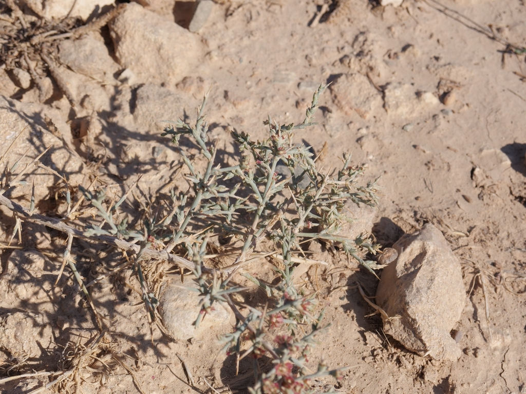 Salsola sp., non-native California annual