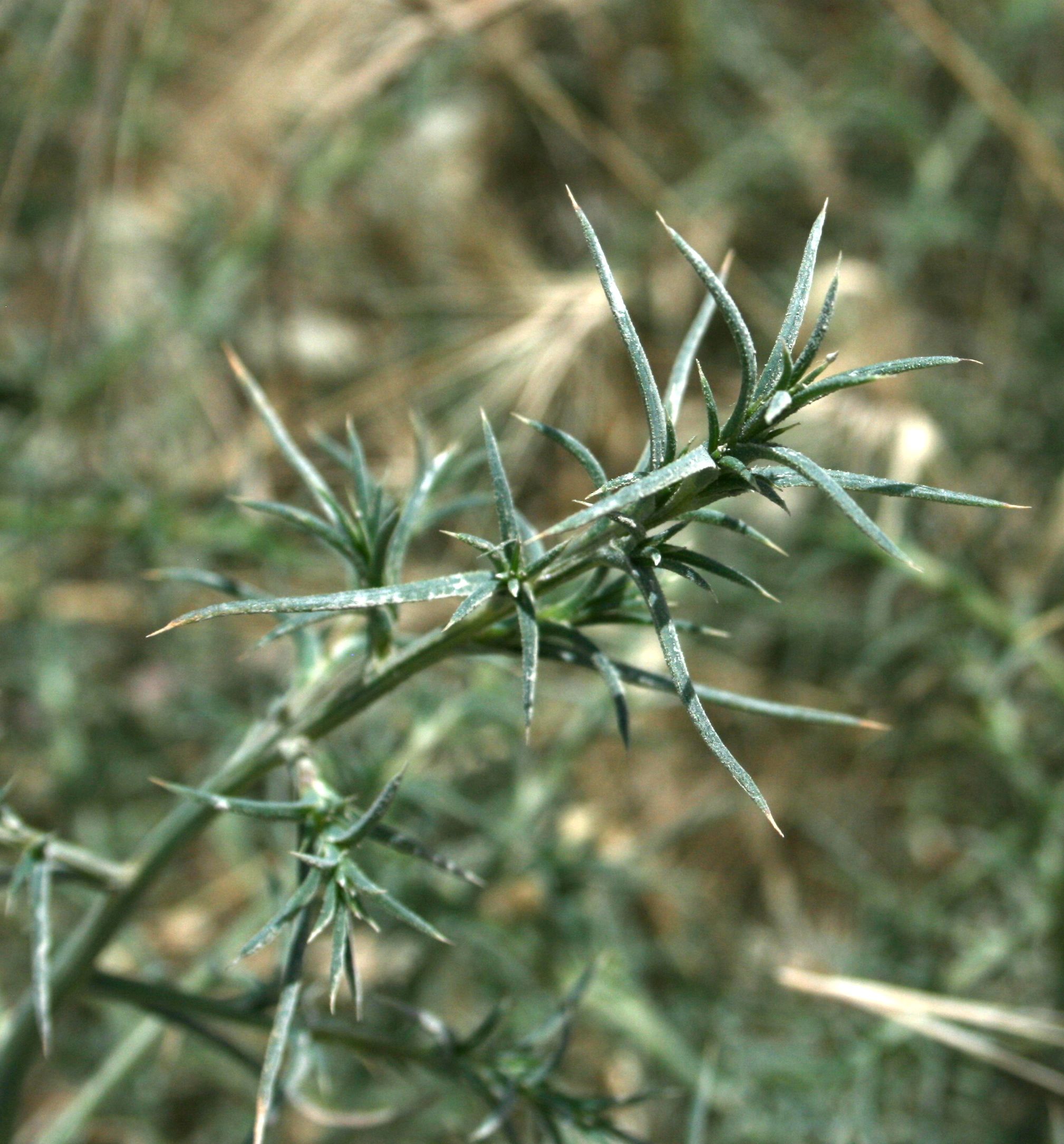 Salsola tragus (Russian thistle), non-native California herb