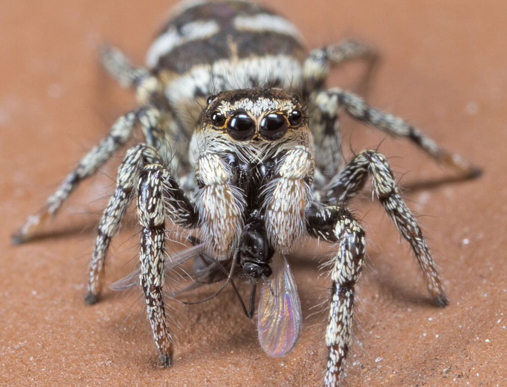 Salticus scenicus (Zebra Jumping Spider), California species