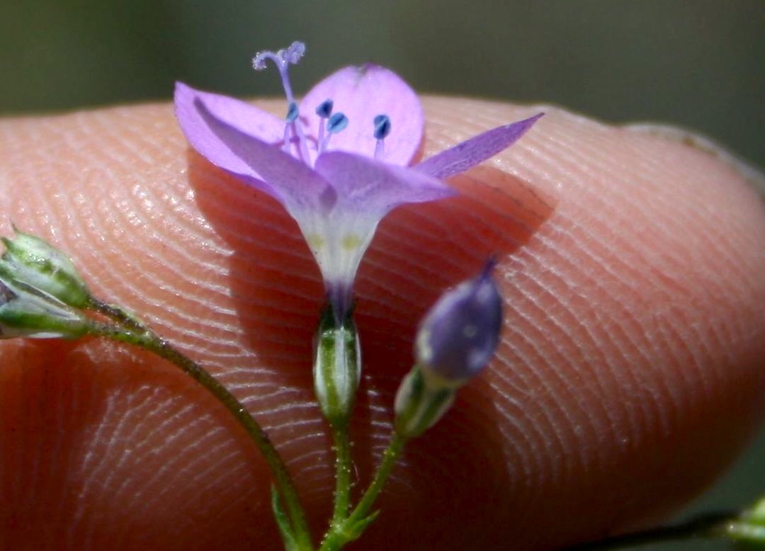 Saltugilia australis (Southern gilia), native California herb