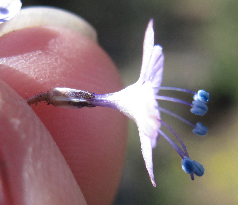 Saltugilia caruifolia (Caraway-leaved woodland-gilia), native California herb