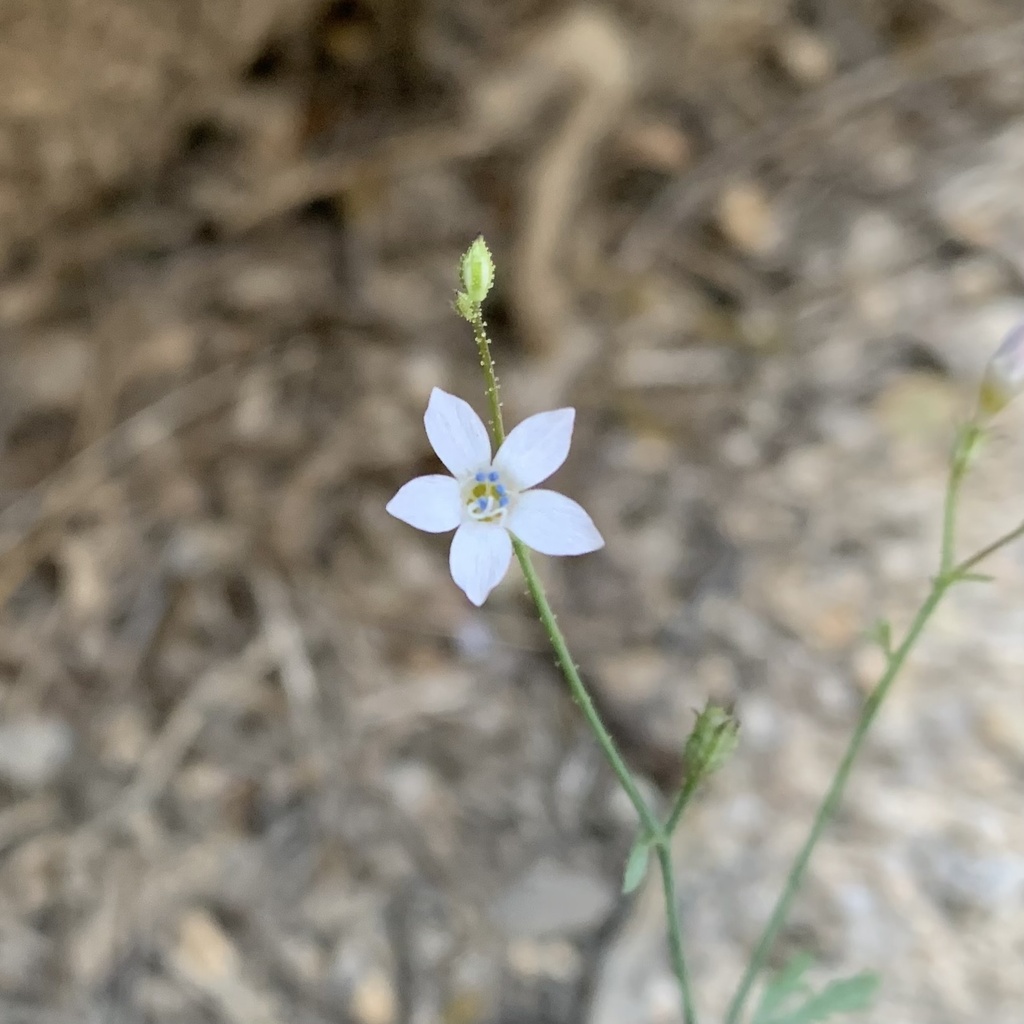 Saltugilia latimeri (Latimer's woodland-gilia), native California herb