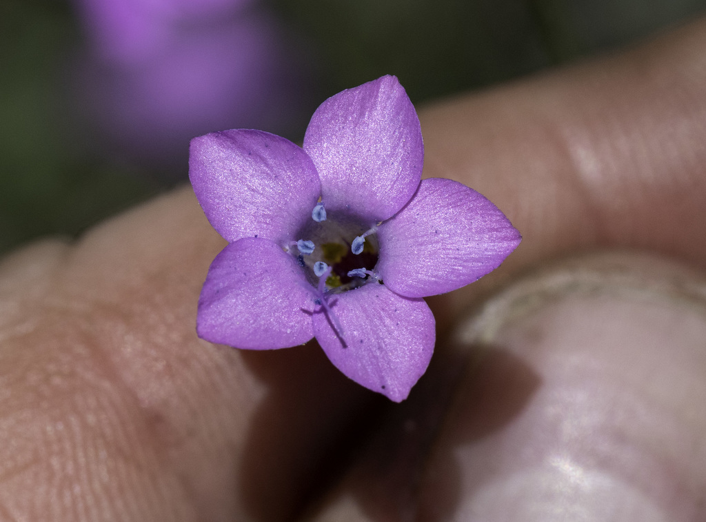 Saltugilia sp., native California annual