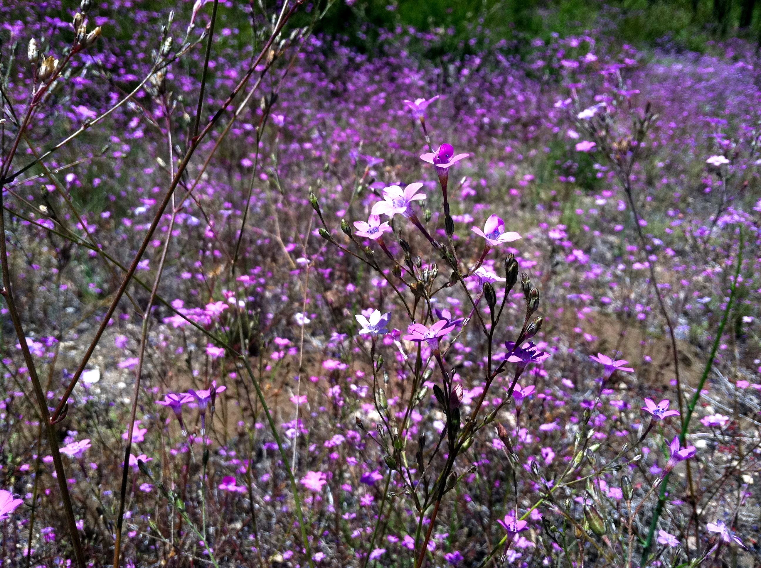 Saltugilia splendens (Splendid woodland-gilia), native California herb