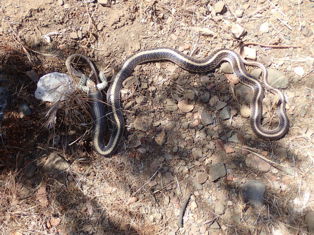 Salvadora hexalepis (Western Patch-Nosed Snake), California species