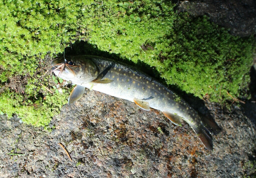 Salvelinus confluentus (Bull trout), California species