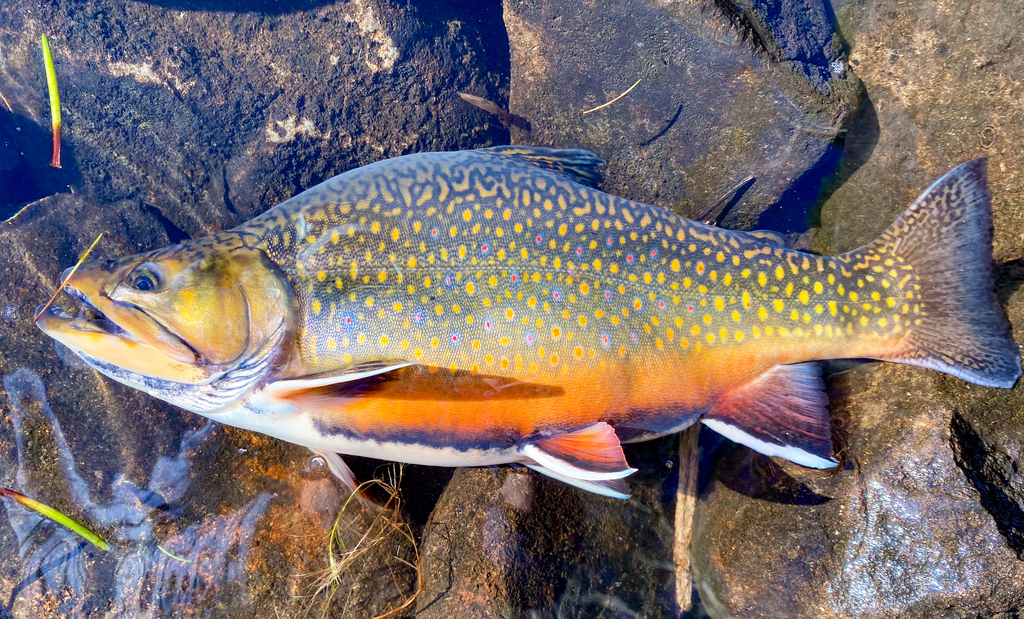 Salvelinus fontinalis (Brook trout), California species