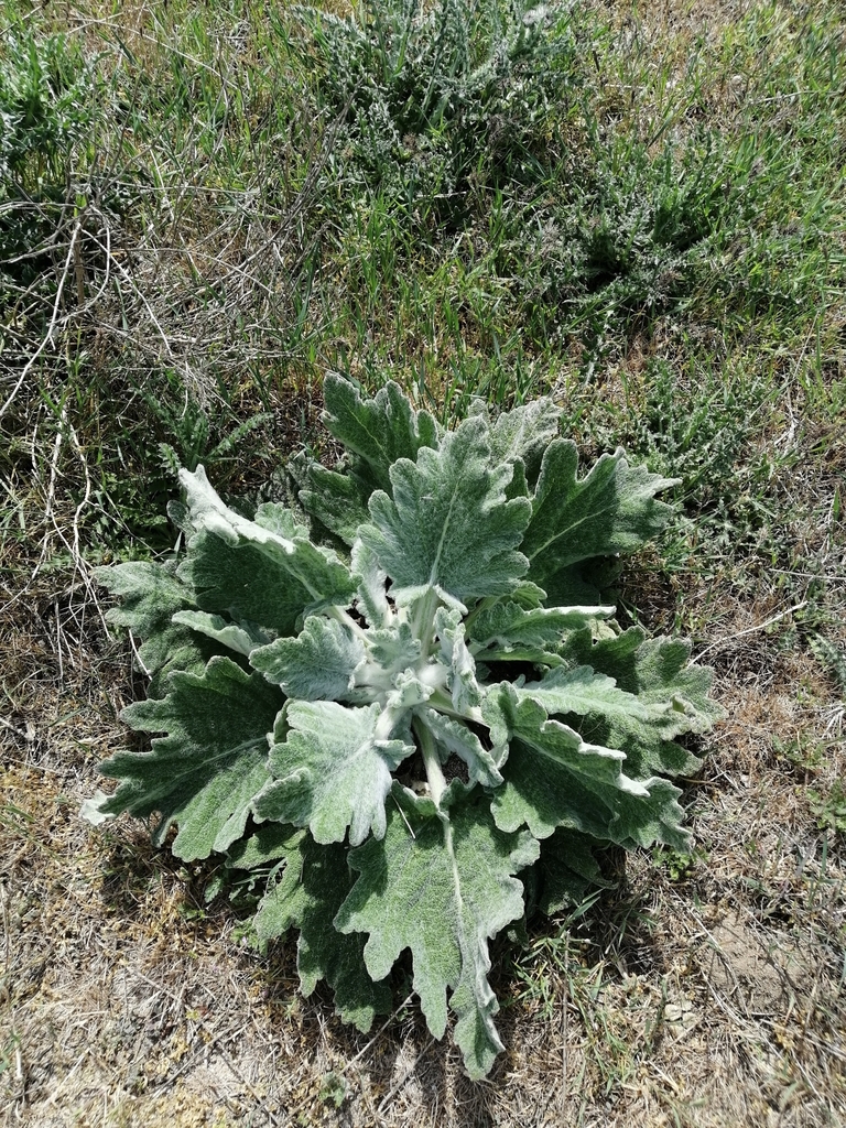 Salvia aethiopis (Mediterranean sage), non-native California herb