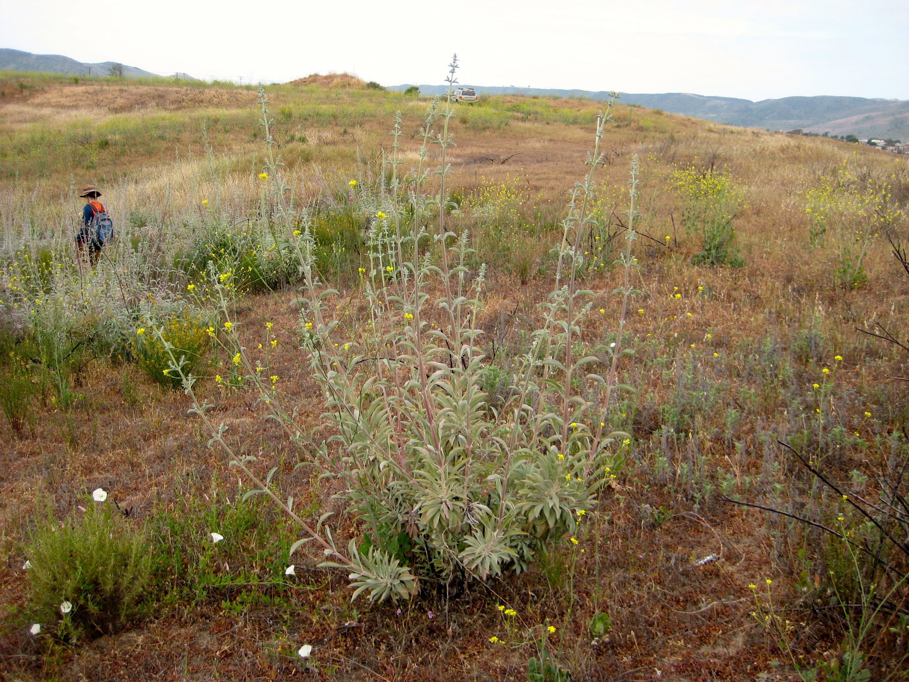 Salvia apiana (White sage), native California subshrub