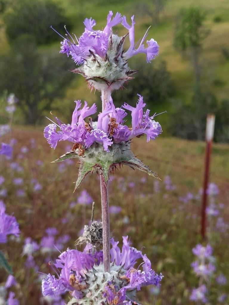 Salvia carduacea (Thistle sage), native California herb