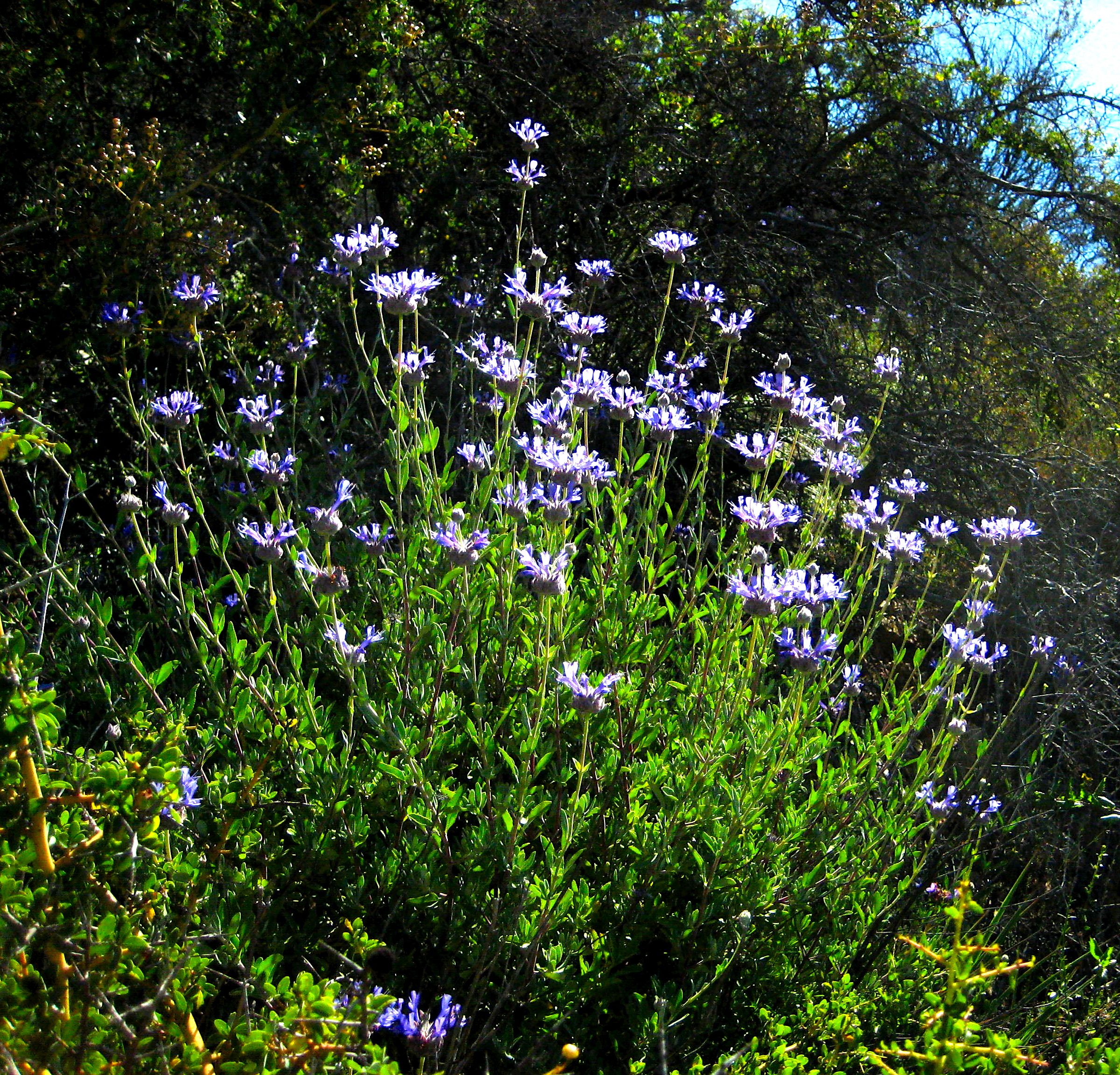 Salvia clevelandii (Cleveland sage), native California shrub