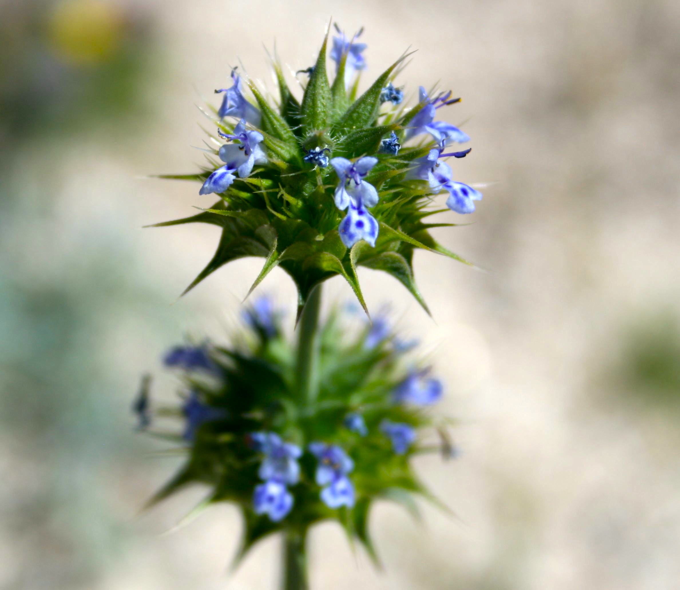 Salvia columbariae (Chia), native California herb