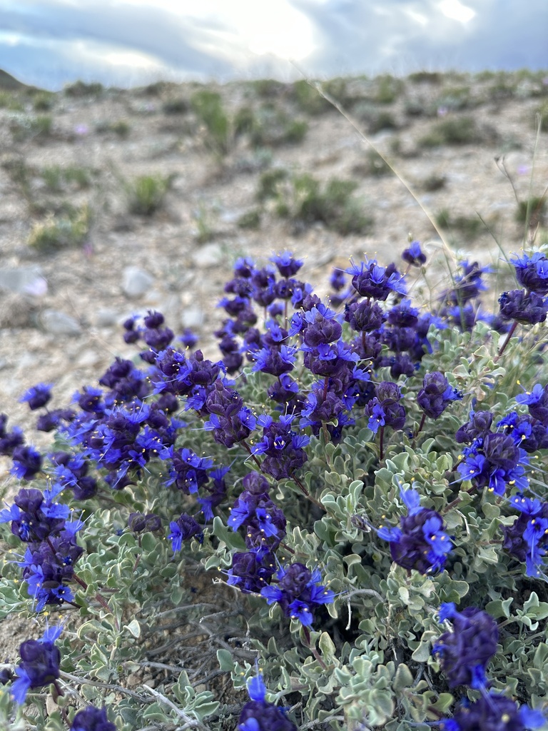 Salvia dorrii — parent species of Salvia dorrii var. dorrii