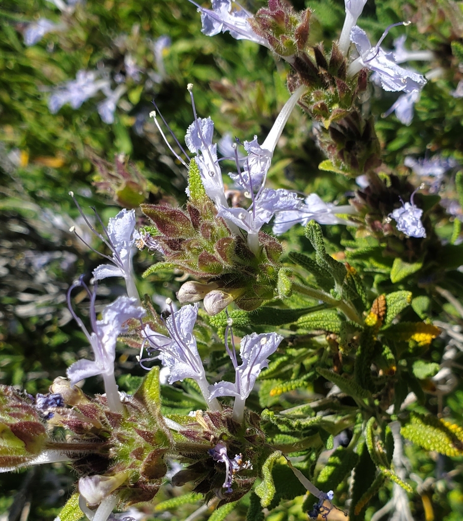 Salvia eremostachya (Desert sage), native California shrub