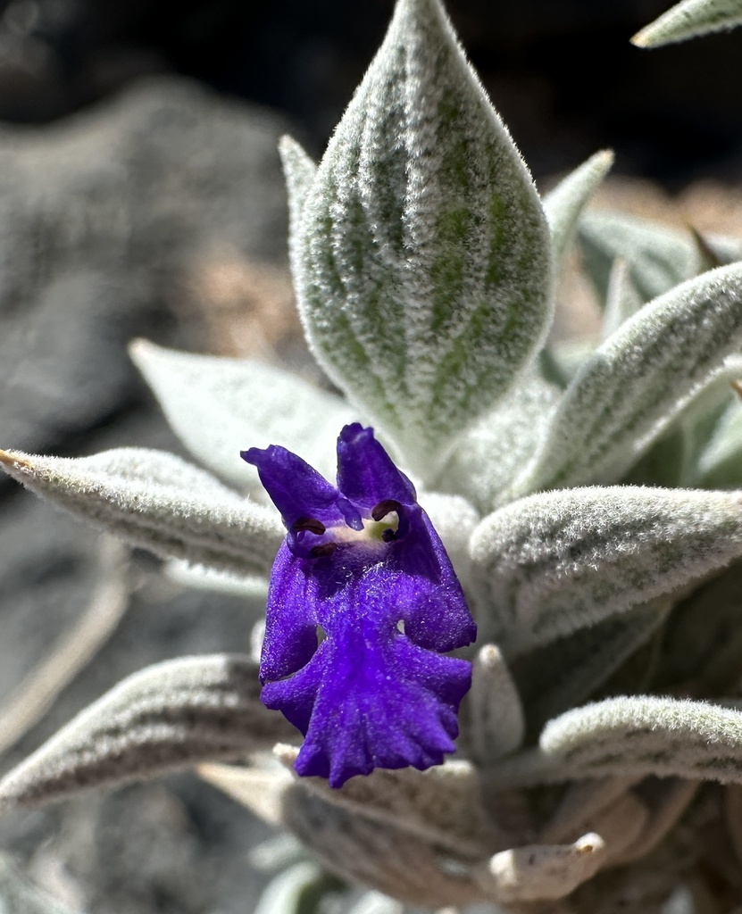 Salvia funerea (Death valley sage), native California shrub