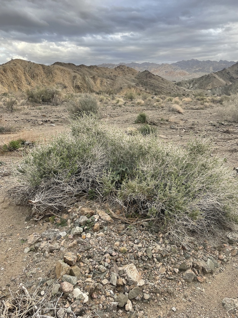 Salvia greatae (Orocopia sage), native California shrub