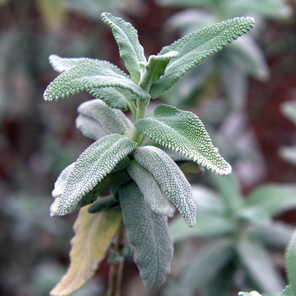 Salvia leucophylla (Purple sage), native California shrub