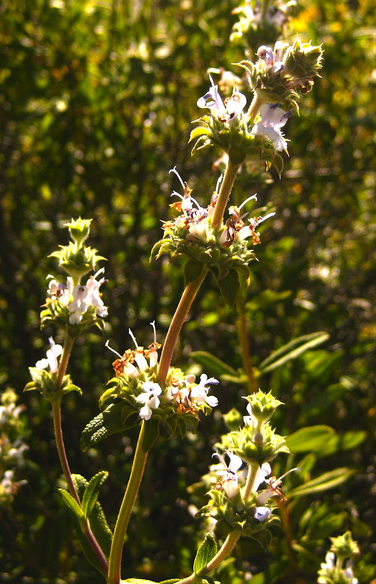 Salvia mellifera (Black sage), native California shrub