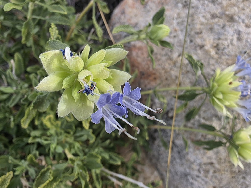 Salvia mohavensis (Mohave sage), native California shrub