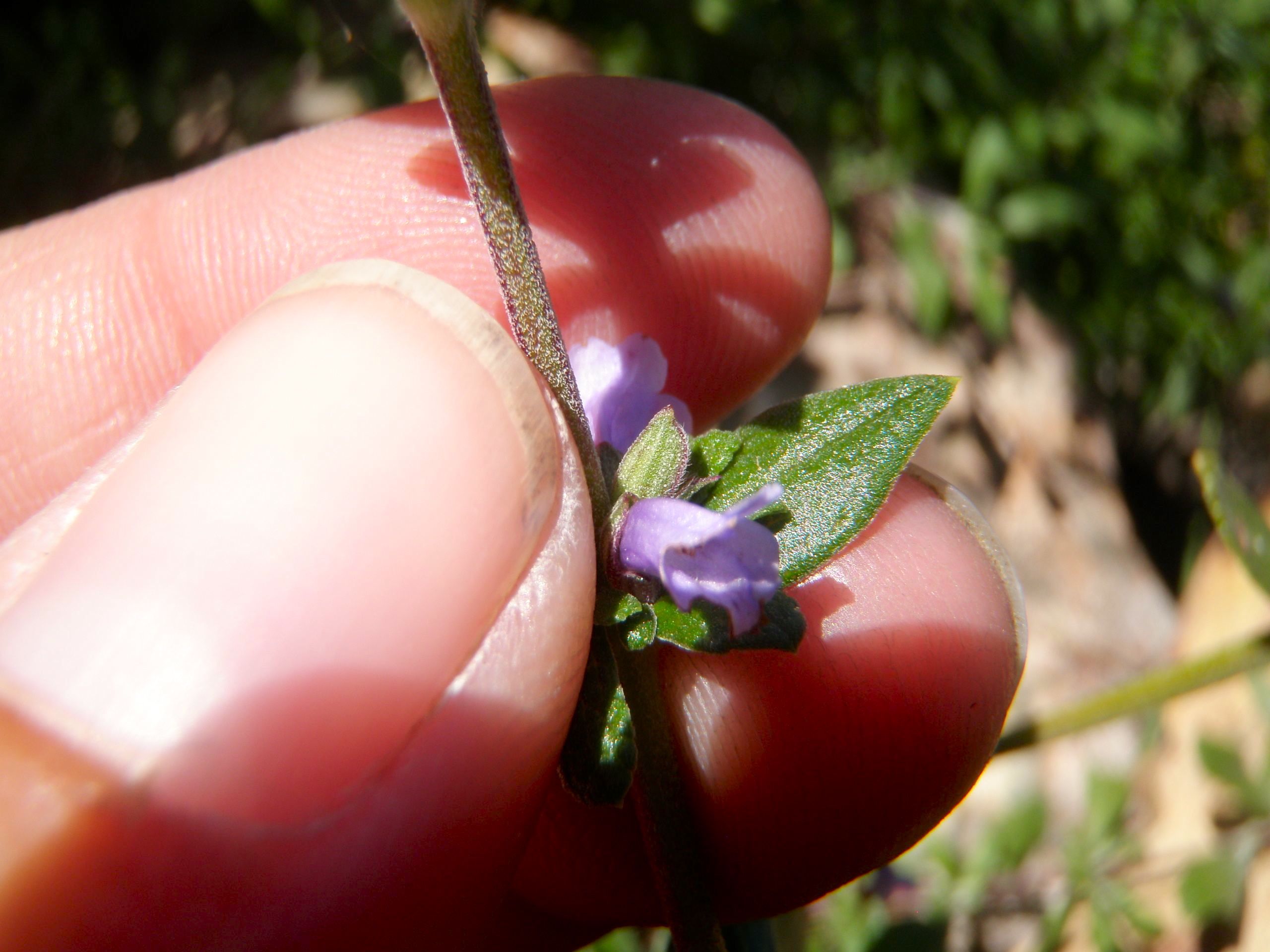 Salvia munzii (Munz's sage), native California shrub
