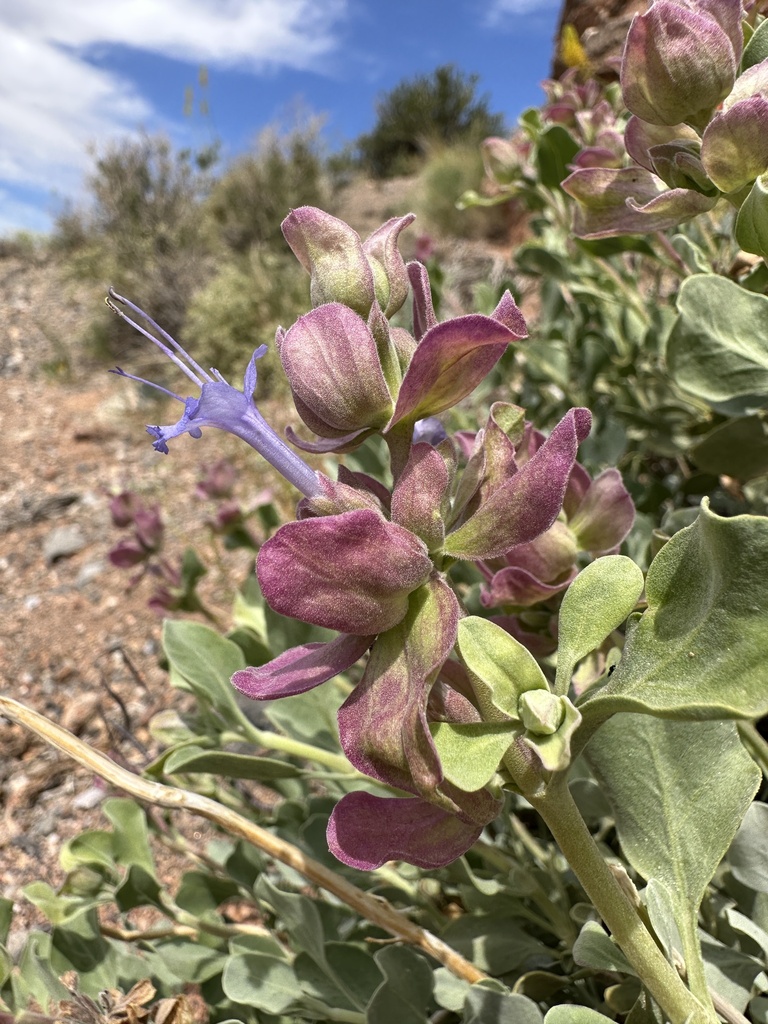 Salvia pachyphylla (Blue sage), native California shrub